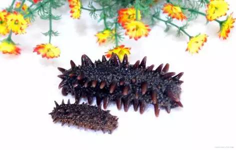 揭秘影响海参批发价六大关键因素排行榜，助您精准把握市场行情与采购成本。