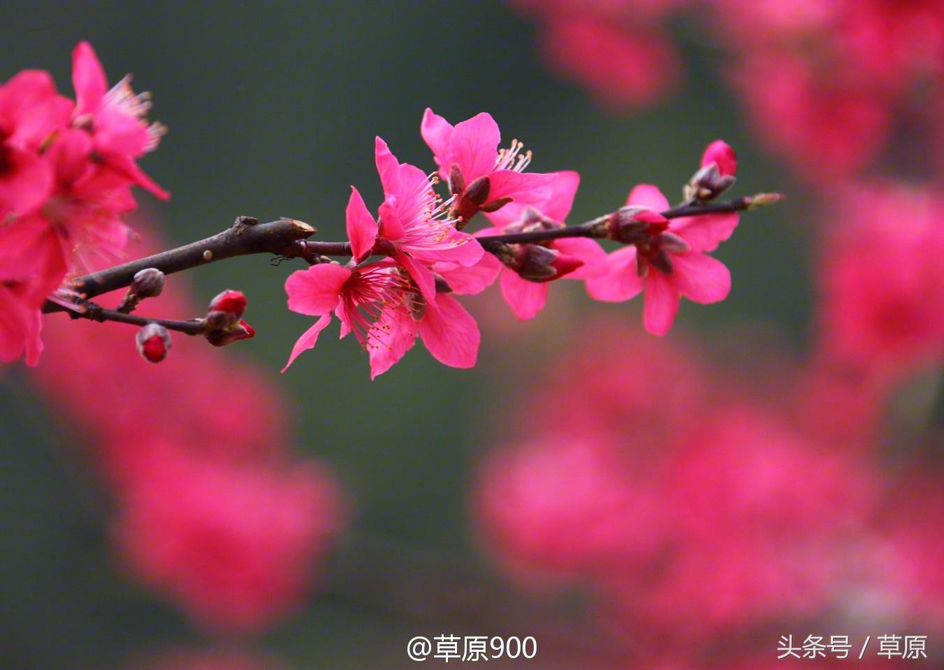 鹰嘴桃几月份成熟，鹰嘴桃成熟季节（连平三月赏桃花）