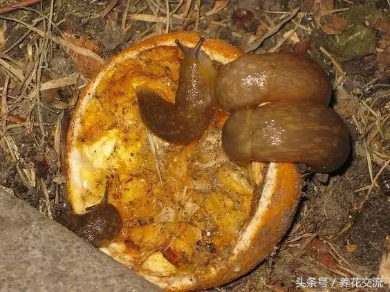 可乐能浇哪几种花，可乐能浇花吗（从没想过可乐用来养花有这么多好处）