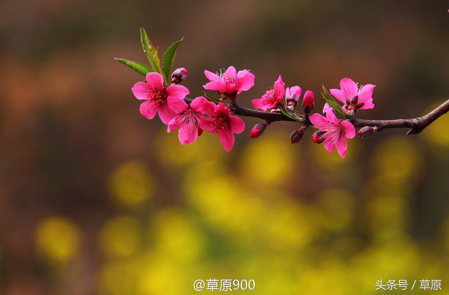 鹰嘴桃几月份成熟，鹰嘴桃成熟季节（连平三月赏桃花）