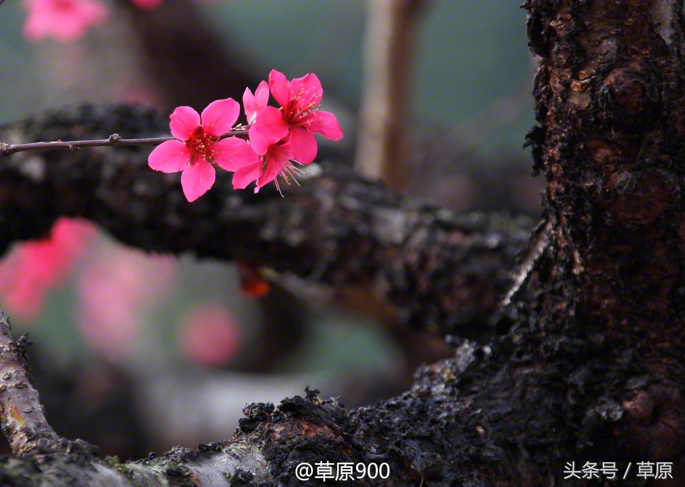 鹰嘴桃几月份成熟，鹰嘴桃成熟季节（连平三月赏桃花）