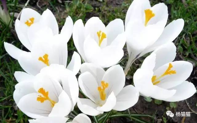 番红花花语，番红花花语和象征意义（2月21日生日花语）