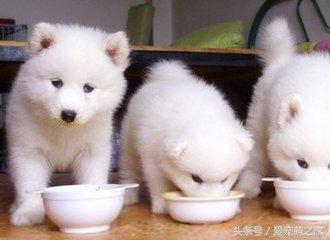 狗狗能喝牛奶吗为什么，狗狗能喝牛奶吗?为什么（宠物犬喝牛奶好不好）