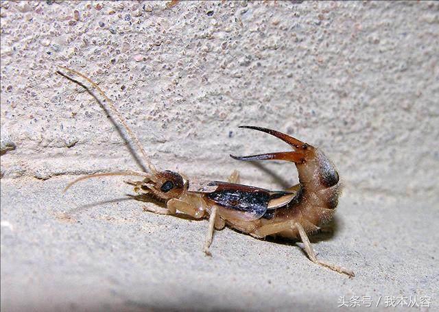 夹板虫,只因简单地两个针(夹板虫图片)