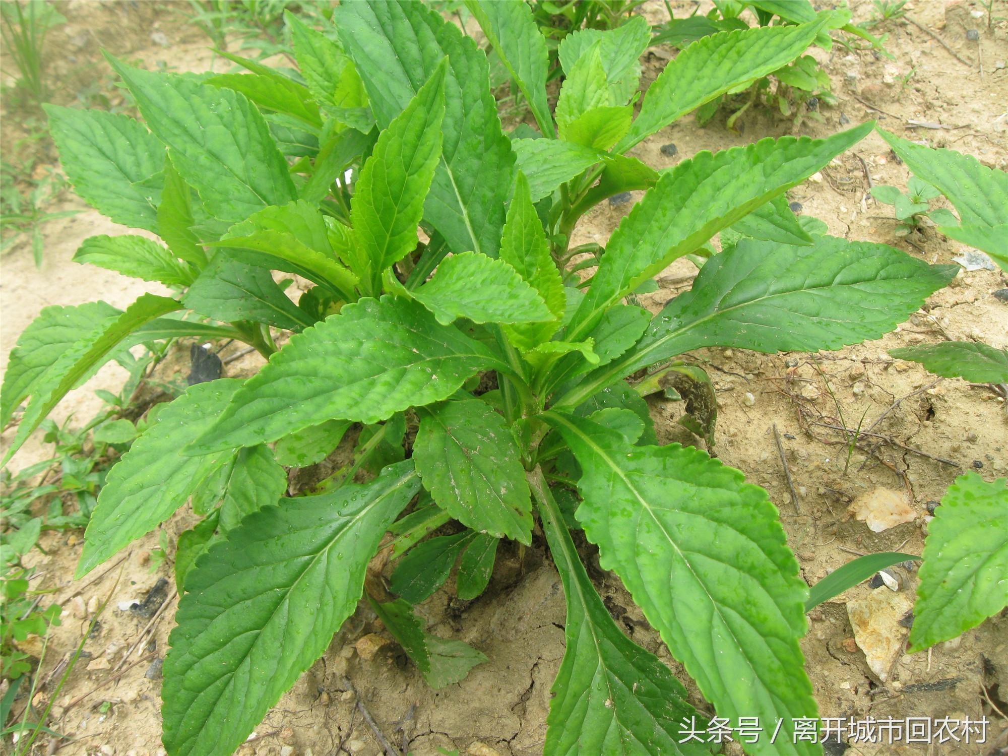 苋菜头有什么功效和作用,香菜头有什么功效与作用(它还能治风湿止痛)