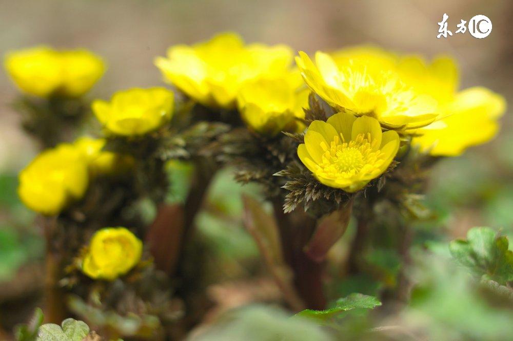 十二星座最适合的花茶，康仙花是康乃馨吗（康仙花的作用和功效）