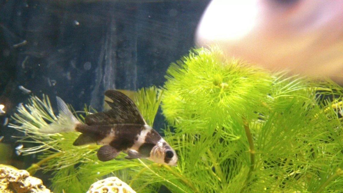 热带鱼蓝鲨吃什么，热带鱼蓝鲨吃什么饲料（这六种观赏鱼，你养过几种呢）