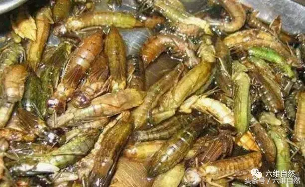蚊子幼虫叫什么，蚊子幼虫叫什么孑孓怎么读（躲在水中的蜻蜓幼虫水虿）