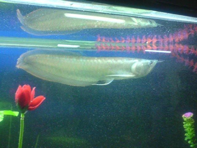 热带鱼蓝鲨吃什么，热带鱼蓝鲨吃什么饲料（这六种观赏鱼，你养过几种呢）