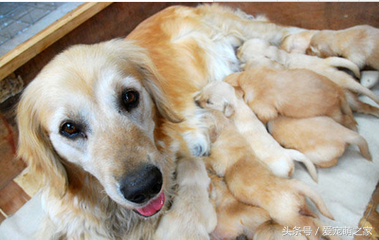 狗狗能喝牛奶吗为什么，狗狗能喝牛奶吗?为什么（宠物犬喝牛奶好不好）