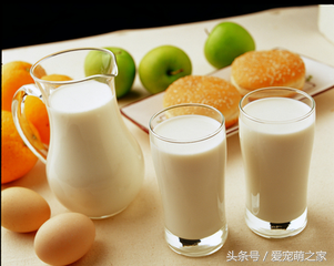 狗狗能喝牛奶吗为什么，狗狗能喝牛奶吗?为什么（宠物犬喝牛奶好不好）