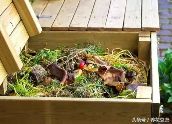 可乐能浇哪几种花，可乐能浇花吗（从没想过可乐用来养花有这么多好处）