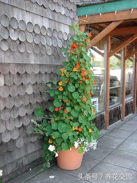 可乐能浇哪几种花，可乐能浇花吗（从没想过可乐用来养花有这么多好处）