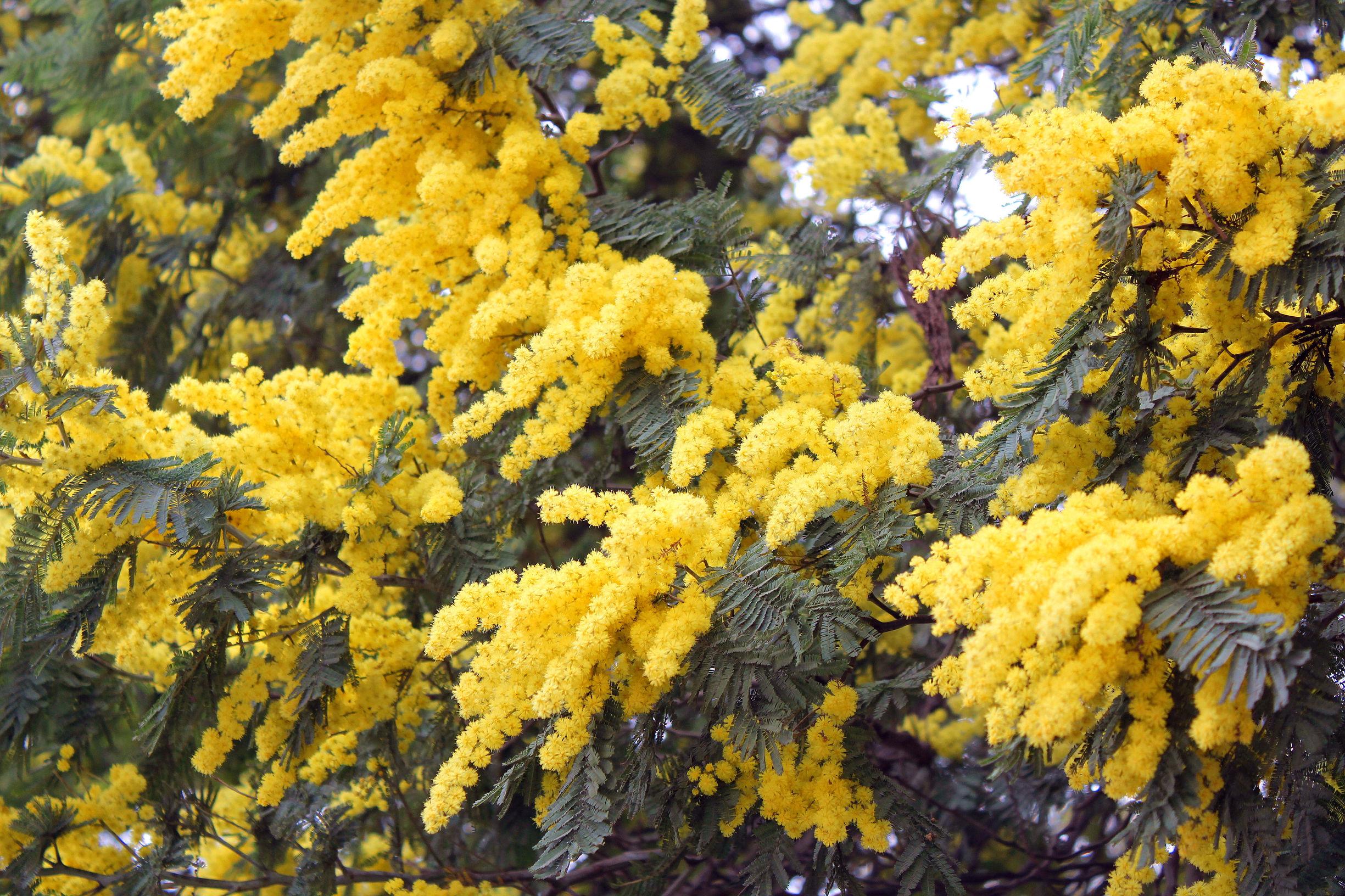 金合欢的花语是什么,金合欢花的寓意(浪漫的春色--金合欢花)