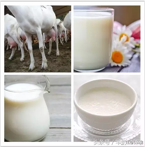 羊奶的好处，羊奶粉十大名牌排行榜（羊奶优势岂止这十点）