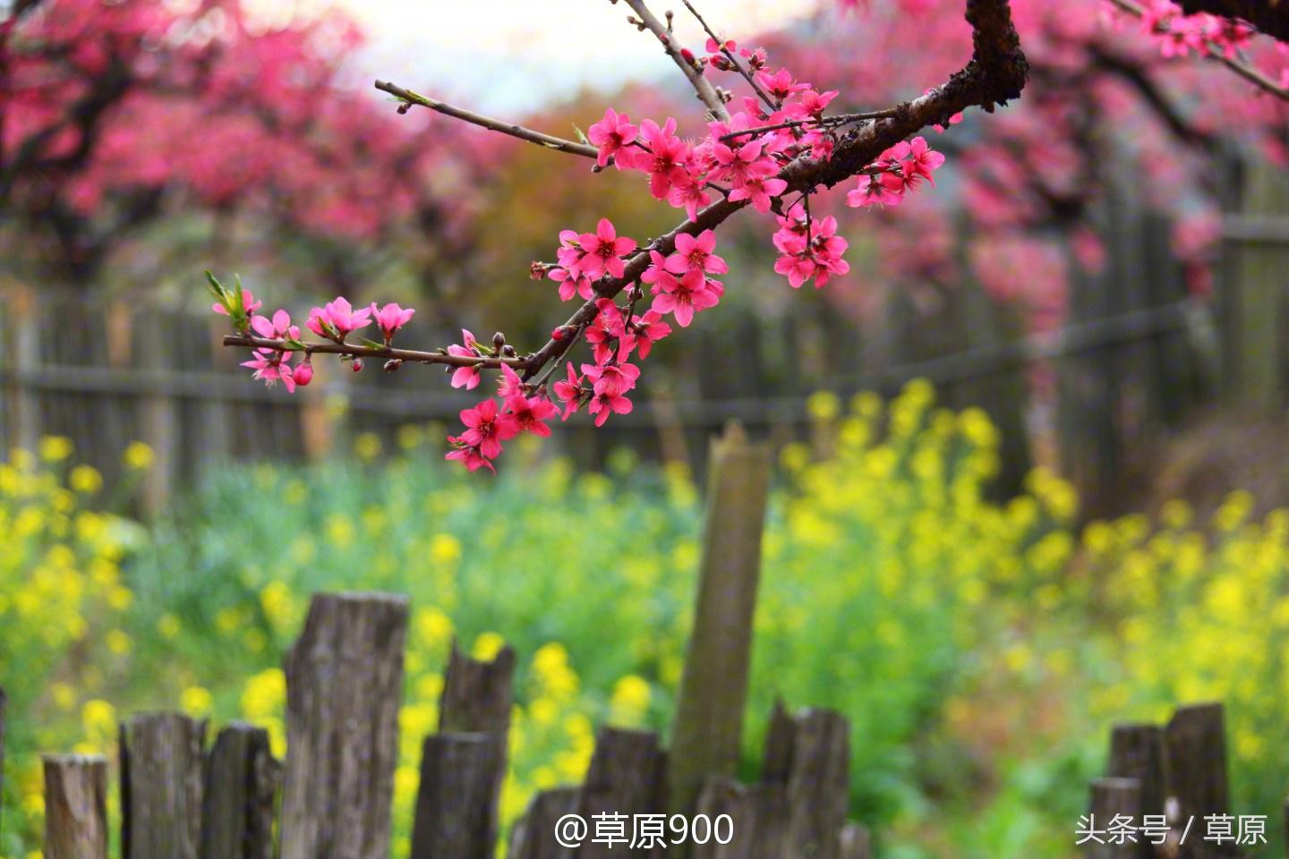 鹰嘴桃几月份成熟，鹰嘴桃成熟季节（连平三月赏桃花）