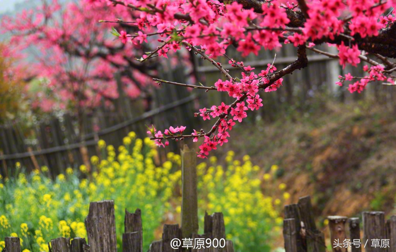 鹰嘴桃几月份成熟，鹰嘴桃成熟季节（连平三月赏桃花）