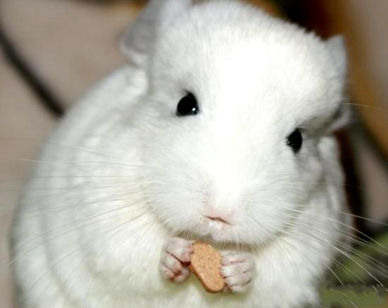 龙猫是什么动物，龙猫是什么动物 柔软（龙猫原来是鼠科动物而非猫科动物）