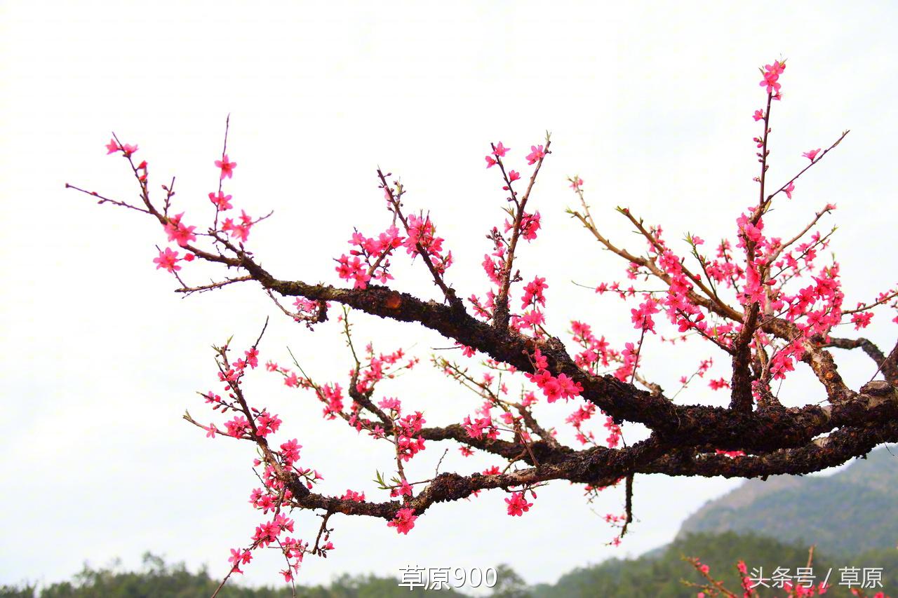 鹰嘴桃几月份成熟，鹰嘴桃成熟季节（连平三月赏桃花）