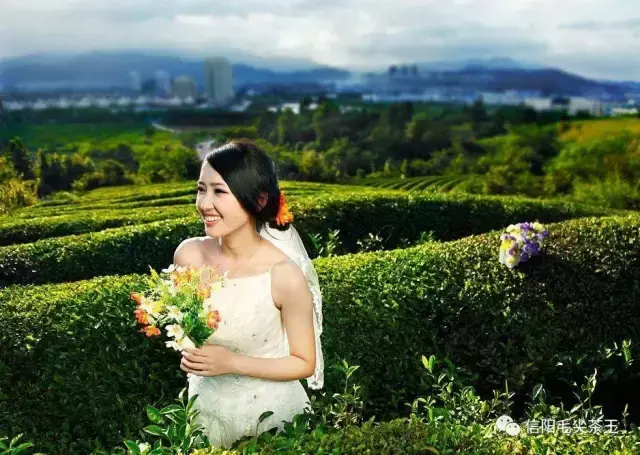 信阳毛尖 好处，喝信阳毛尖有什么好处（喝信阳毛尖对身体的十大好处）