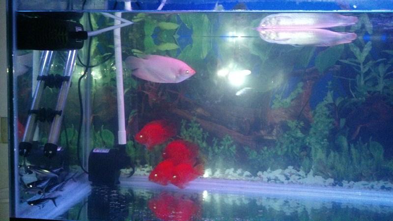 热带鱼蓝鲨吃什么，热带鱼蓝鲨吃什么饲料（这六种观赏鱼，你养过几种呢）