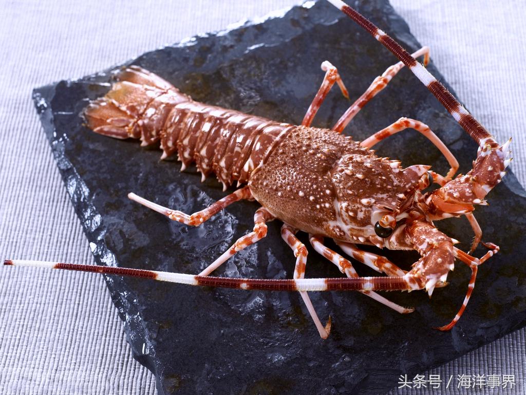克氏螯虾和小龙虾有区别,克氏螯虾(市面常见龙虾种类及价格)