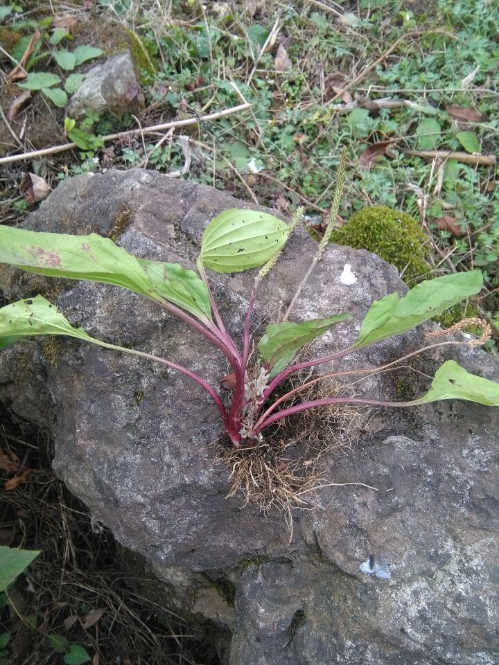 车前草观音草,别名白牛膝,小泽兰,辣子七,围苞草