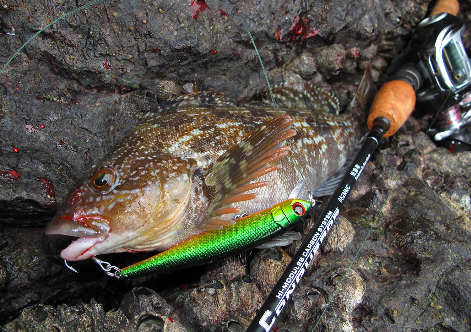 海里的鱼有哪些,海里的鱼有哪些颜色(都是海里的食肉鱼)