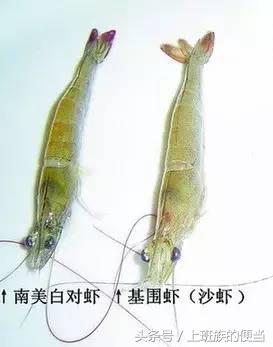 为什么叫基围虾，怎样做基围虾（皮皮虾、罗氏虾、基围虾、澳龙等到底怎么区分）
