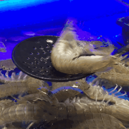 为什么叫基围虾，怎样做基围虾（皮皮虾、罗氏虾、基围虾、澳龙等到底怎么区分）