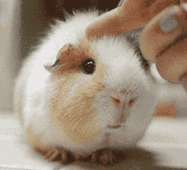 荷兰猪多久生一窝，荷兰猪容易生跳蚤吗会一直叫吗（豚鼠吃吃吃，我可以看一整天）