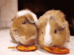 荷兰猪多久生一窝，荷兰猪容易生跳蚤吗会一直叫吗（豚鼠吃吃吃，我可以看一整天）