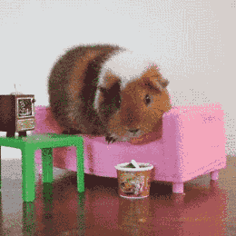 荷兰猪多久生一窝，荷兰猪容易生跳蚤吗会一直叫吗（豚鼠吃吃吃，我可以看一整天）