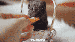 荷兰猪多久生一窝，荷兰猪容易生跳蚤吗会一直叫吗（豚鼠吃吃吃，我可以看一整天）