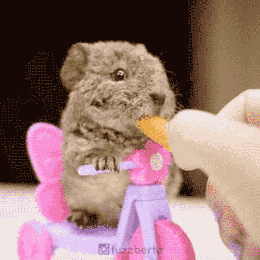 荷兰猪多久生一窝，荷兰猪容易生跳蚤吗会一直叫吗（豚鼠吃吃吃，我可以看一整天）