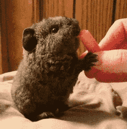 荷兰猪多久生一窝，荷兰猪容易生跳蚤吗会一直叫吗（豚鼠吃吃吃，我可以看一整天）