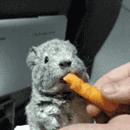 荷兰猪多久生一窝，荷兰猪容易生跳蚤吗会一直叫吗（豚鼠吃吃吃，我可以看一整天）