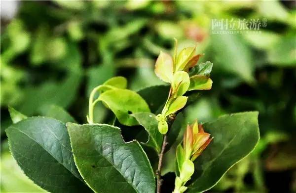 佛手瓜禁忌有哪些，佛手瓜禁忌相克（宁波人最常吃的几种野菜）