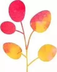 佛手瓜禁忌有哪些，佛手瓜禁忌相克（宁波人最常吃的几种野菜）