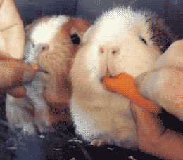 荷兰猪多久生一窝，荷兰猪容易生跳蚤吗会一直叫吗（豚鼠吃吃吃，我可以看一整天）