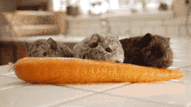 荷兰猪多久生一窝，荷兰猪容易生跳蚤吗会一直叫吗（豚鼠吃吃吃，我可以看一整天）