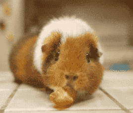 荷兰猪多久生一窝，荷兰猪容易生跳蚤吗会一直叫吗（豚鼠吃吃吃，我可以看一整天）