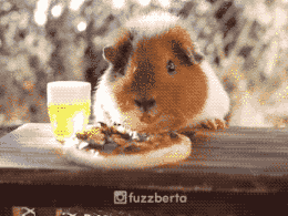 荷兰猪多久生一窝，荷兰猪容易生跳蚤吗会一直叫吗（豚鼠吃吃吃，我可以看一整天）