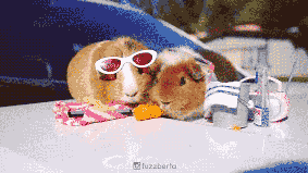 荷兰猪多久生一窝，荷兰猪容易生跳蚤吗会一直叫吗（豚鼠吃吃吃，我可以看一整天）