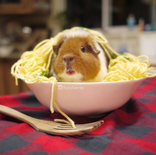 荷兰猪多久生一窝，荷兰猪容易生跳蚤吗会一直叫吗（豚鼠吃吃吃，我可以看一整天）