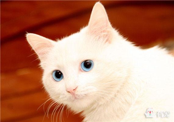 用沐浴露洗头会怎样，什么沐浴露能洗白全身（为什么不能用人的洗发水和沐浴露给猫洗澡）