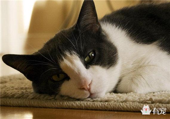 用沐浴露洗头会怎样，什么沐浴露能洗白全身（为什么不能用人的洗发水和沐浴露给猫洗澡）