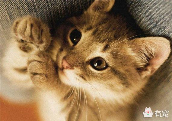 用沐浴露洗头会怎样，什么沐浴露能洗白全身（为什么不能用人的洗发水和沐浴露给猫洗澡）