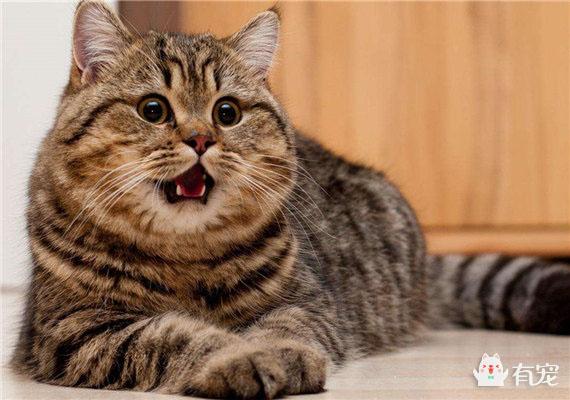 用沐浴露洗头会怎样，什么沐浴露能洗白全身（为什么不能用人的洗发水和沐浴露给猫洗澡）