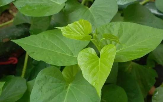 佛手瓜禁忌有哪些，佛手瓜禁忌相克（宁波人最常吃的几种野菜）